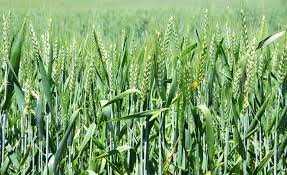 Download dry land plantation images and photos. Winter Wheat Planting How To Grow Winter Wheat In Gardens