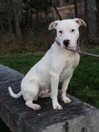 Other american staffordshire terrier dog breed names. Titan Is An Adoptable American Staffordshire Terrier Dog In Edgecomb Me Titan Is A Handsome St American Staffordshire Terrier Animal Collective Beautiful Dogs