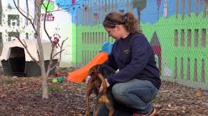 Maybe you would like to learn more about one of these? Home Animal Shelter