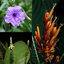 Image result for Kyllinga robinsoniana