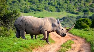 Hasil gambar untuk foto Badak - Java Rhinoceros