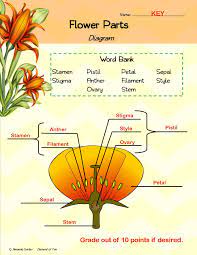 Perfect Worksheet For Assessing Parts Of The Flower Knowledge Parts Of A Flower Flower Science Trade Books