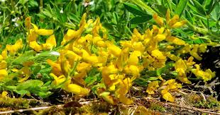 Image result for Genista