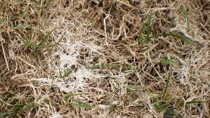 As a lawn, pest control and irrigation franchise, we provide 12 revenue opportunities for our franchisees, all included in our one franchise fee. Spring Touch Lawn Pest Control Mankato Mn 1st Application Free