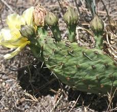Seeing as no cactus plant is the same, this houseplant is a unique, decorative way to add interest to your living space, whether it's perched on your windowsill or styled on a shelf. Opuntia