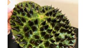 Image result for Berkheya ferox
