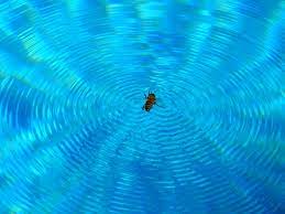 Insectes Et Piscine : Comment Se Débarraser Des Insectes ? - Piscine Shop