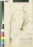 Image result for Kyllinga alba