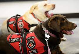 The american with disabilities act says that guide dogs can if the person says that it is a service dog, no further questions can be asked, and no one can require a vest or other marking or certification as proof. Sorting Out The Confusion Of Service Dogs And The Rights They Hold Cbc News