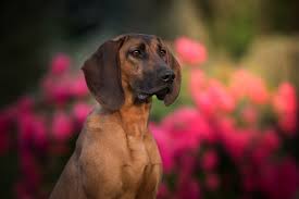 Image result for hannoverský barvář