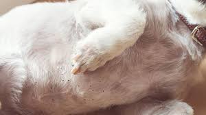 If you need a sea turtle diagram, a body parts labeling activity, or a quick marine animal printable, check out this popular option. Dog Blackheads What They Look Like And Treatment Pethelpful By Fellow Animal Lovers And Experts