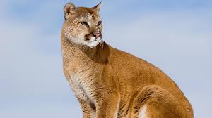 Native to the americas, its range spans from the canadian yukon to the southern andes in south america and is the most widespread. Dwr Euthanizes Two Healthy Cougars Caught In Bountiful Here S Why Kutv