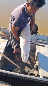 O aparecimento de um pirarucu no Rio Paraguai, registrado por um pescador  em C&aacute;ceres nesta semana, levantou um alerta sobre os impactos das esp&eacute;cies  invasoras no Pantanal. Mas, segundo especialistas, h&aacute; um