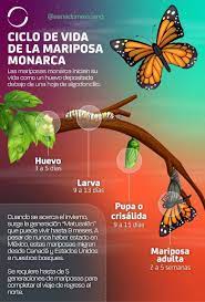 Ciclo De Vida De La Mariposa Monarca
