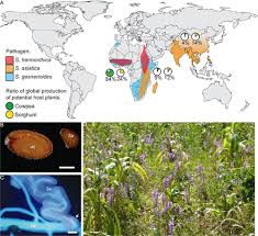 Image result for Striga aspera
