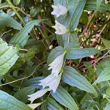 Image result for Gentiana asclepiadea alba