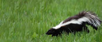 Gardens provide several appetizing options for them. How To Remove A Skunk From Your Property Caa Quebec