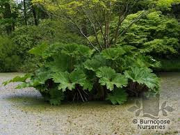 Image result for Gunnera perpensa