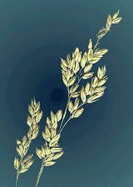 Image result for Steinchisma