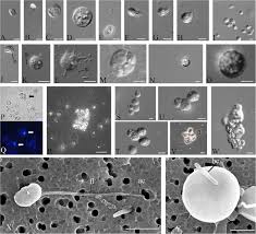 Tirta angkasa adalah perusahaan yang sedang berkembang yang bergerak di bidang distributor air mineral untuk harap cantumkan dalam surat lamaran info loker dari website lokercirebon.com, agar surat lamaran kalian. Insights Into The Origin Of Metazoan Multicellularity From Predatory Unicellular Relatives Of Animals Bmc Biology Full Text