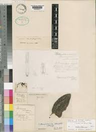 Image result for Orthopichonia schweinfurthii