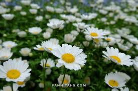 Yaitu ada biru, violet, violet muda, kuning muda, merah tua, merah lembayung, dan. Pengalaman Backpacker Ke Jepang Musim Semi Bunga Daisy Bunga Putih Disney Sea Fanniyahs