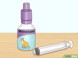 Kedilerde Ates Nasil Dusurulur 12 Adim Resimlerle Wikihow