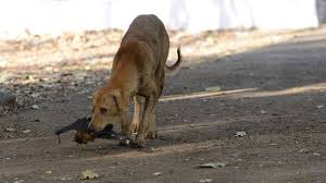 10 dog bite prevention tips. India S Rabid Dog Problem Is Running The Country Ragged Bbc Future