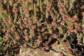 Image result for Erica lanceolifera