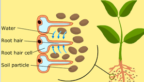 Maybe you would like to learn more about one of these? A2z Pcmb Root Hair Cells