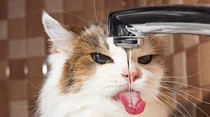Wie Viel Wasser Sollte Eine Katze Trinken