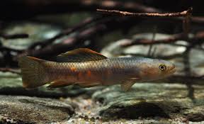 Pin En Characins Of The World