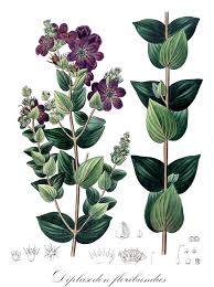 Image result for Lythraceae