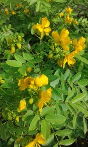 Image result for Senna floribunda
