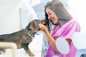 Hi everyone, welcome to libii pet hospital! Petmedic Home Petmedic Is A Las Vegas Veterinarian Group Offering The Full Range Of Vet Services