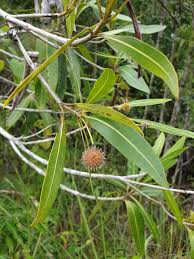 Image result for Breonadia