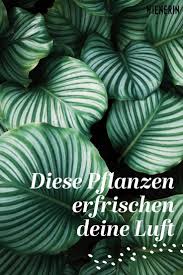 Jedes mal, wenn ihr dann mit dem ding eure runden durch die wohnung dreht, hinterlasst ihr eine angenehme duftnote, die sich sogar eine zeitlang hält. Lufterfrischer Zimmerpflanzen Wienerin Zimmerpflanzen Pflanzen Pflegeleichte Pflanzen