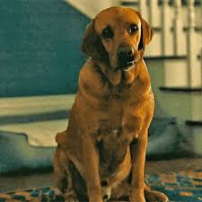 Her story is drawn from acts of bravery and courage during world war i. Famous Dogs And Famous Dog Names With Images And Information