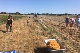 Da pomme de terre troverete un ampia selezione di prodotti genuini e di. Coutevroult Un Agriculteur Propose Aux Familles Un Week End De Cueillette De Pommes De Terre La Marne