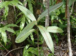 Image result for Coptosperma