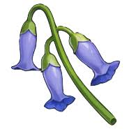 Players can obtain 12 flowers or capture six pictures of a 'red item' to complete the event. Local Specialties In Liyue Genshin Impact Game8