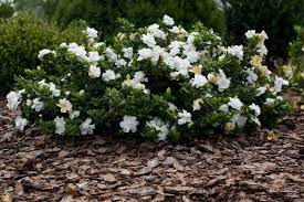Frost Proof Gardenia Gardenia Plant Dwarf Gardenia Gardenia Shrub