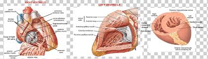 Here we explain the major muscles of the human body. Muscle Human Body Neck Anatomy Atrium Cranial Nerve People Heart Human Png Klipartz
