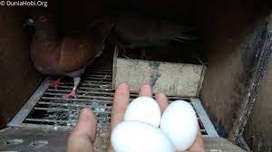 Berikut adalah beberapa hal yang bisa anda lakukan untuk membuat lovebird betina merasa nyaman dan birahinya meningkat dan juga cepat bertelur. Cara Agar Merpati Betina Cepat Bertelur Dunia Hobi