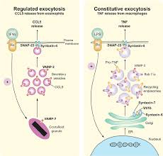 In telophase vessels(phragmoplast microtubules) containing cell wall material gather in the middle of the parent cell, they cytokinesis in plant cells is quite different from cytokinesis in animal cells. Regulated And Constitutive Exocytosis Of Cytokines Representative Download Scientific Diagram