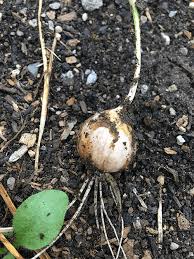 Most of the garlic will grow a single small bulb called a round. How To Increase Your Garlic Supply By Planting Bulbils Julia Dimakos