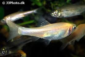 Rosy reds, rosies, pink tuffies. Rosy Red Minnow Care Size Lifespan Tank Mates Breeding