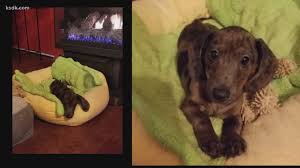 Why buy a dachshund puppy for sale if you can adopt and save a life? Advice From St Louis Bbb How To Avoid Puppy Scams Wthr Com