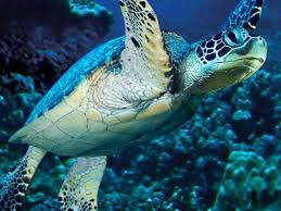 Sea Turtle Sea Turtle Marine Animals Ocean Creatures