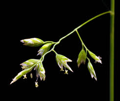 Image result for Poa schimperiana